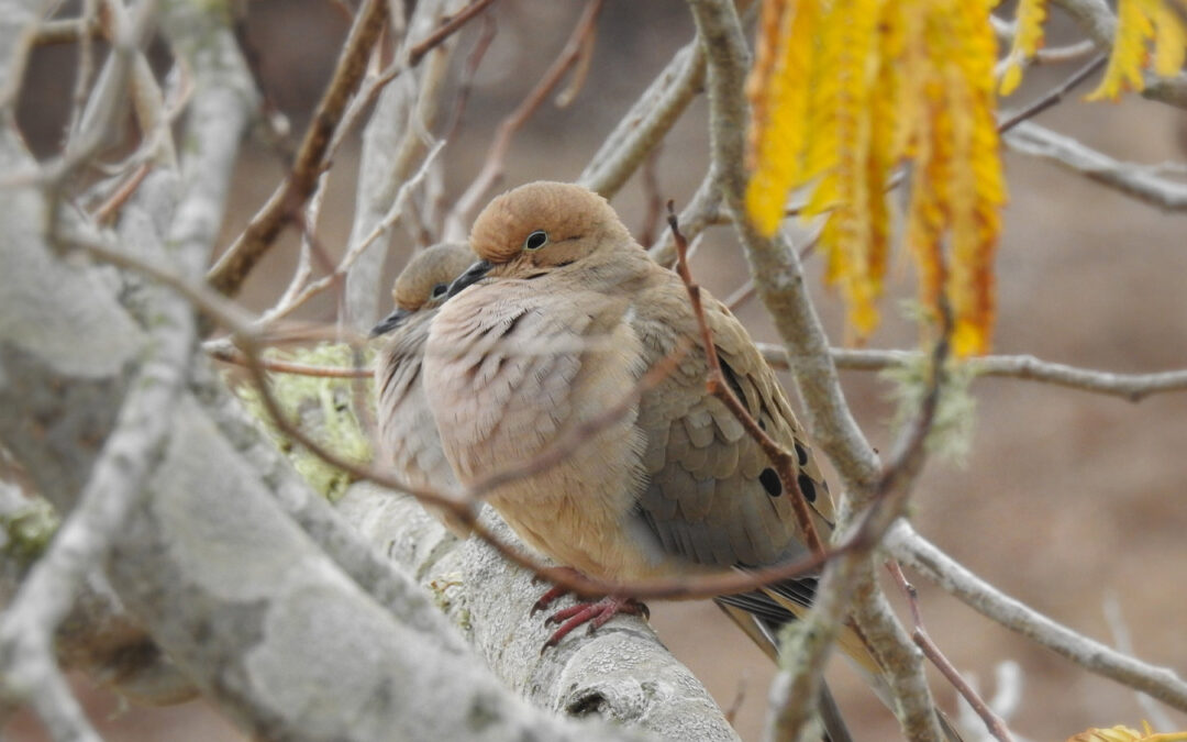 Mourning Dove